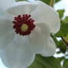 Magnolia sieboldie