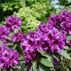 Rhododendron hybriden 'Purple Splendour'