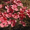 Cornus florida 'Cherokee Chief'