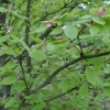 Acer carpinifolia