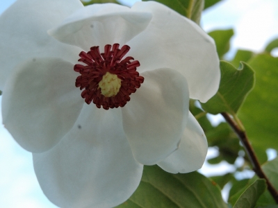 Magnolia sieboldie
