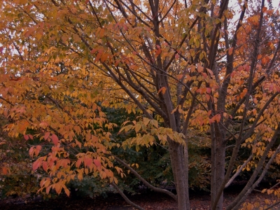 Acer cissifolium