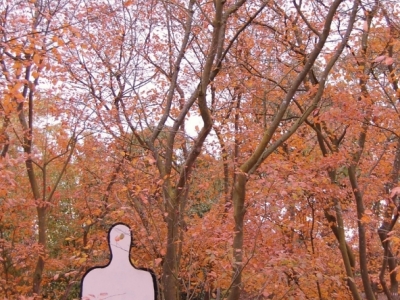 opvallende herfstverkleuring begin oktober Amelanchier lamarckii