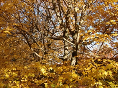 ... die volwassen gemakkelijk 8 tot 10m hoog en breed zullen worden. Acer zoeschense 'Annae'