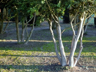Buxus sempervirens 'Rotundifolia' 