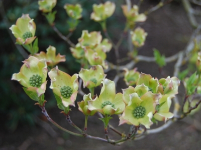 Cornus florida 'White Cloud'