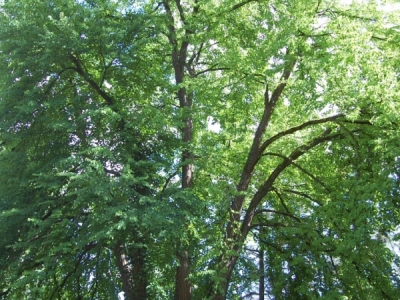 Cercidiphyllum japonicum