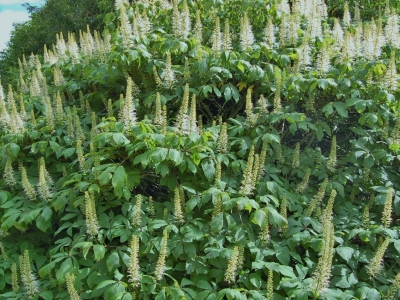 Aesculus parviflora
