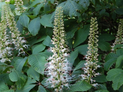 Aesculus parviflora