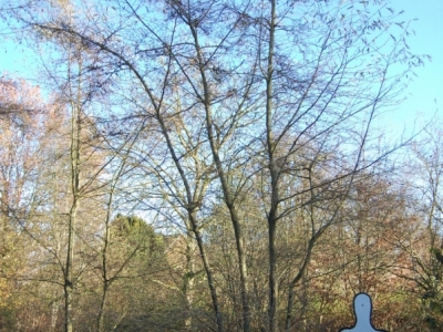 Alnus glutinosa 'Imperialis'