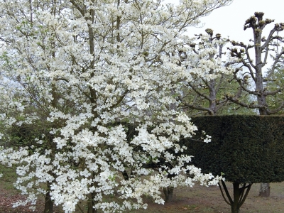 Cornus florida 'White Cloud'