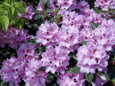 Rhododendron hybriden 'Lavender Princess'