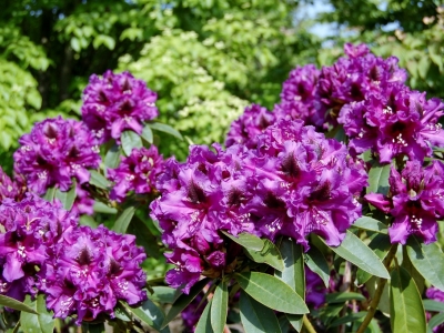 Rhododendron hybriden 'Purple Splendour'