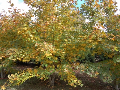 de herfstverkleuring is begonnen bij de jonge meerstammige solitairs Acer zoeschense 'Annae'