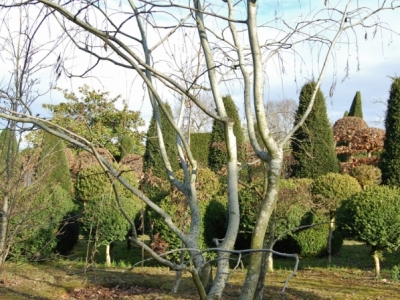 Speelse meerstammige struikvorm met brede kroon en door de opvallend gebleekte schors ga je beter kijken naar de prettige stam. Cladrastis kentukea