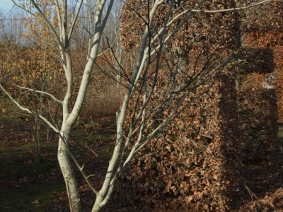 Geniet de zilvergrijze bast tijdens droge zonnige winterdagen en let op, snoeien indien nodig doe je meteen na het vallen van het blad om bloeden te voorkomen. Cladrastis kentukea