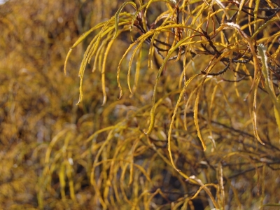 Frangula alnus 'Aspleniifolia'