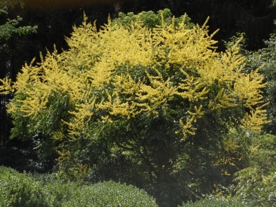 Koelreuteria paniculata