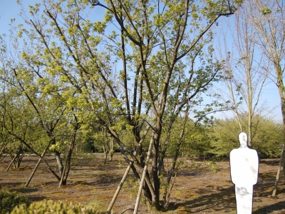 Acer tataricum ssp ginnala
