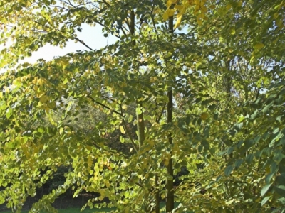 Cercidiphyllum japonicum